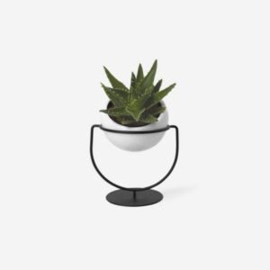 Ornamental Coconut Tree Bonsai