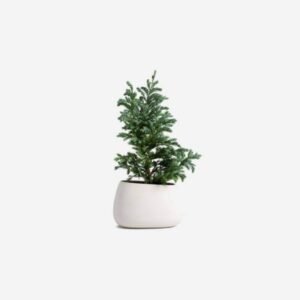 Daisy bonsai