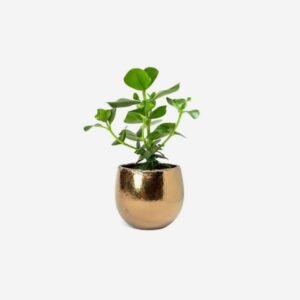 Lily bonsai