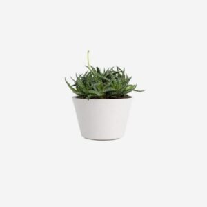 Bonsai tea tree
