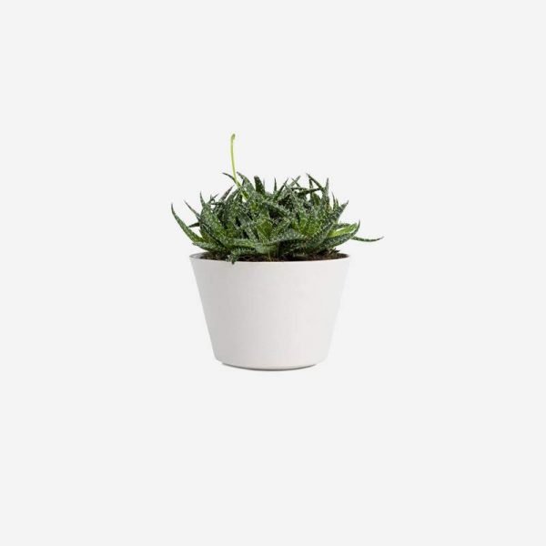 Bonsai tea tree